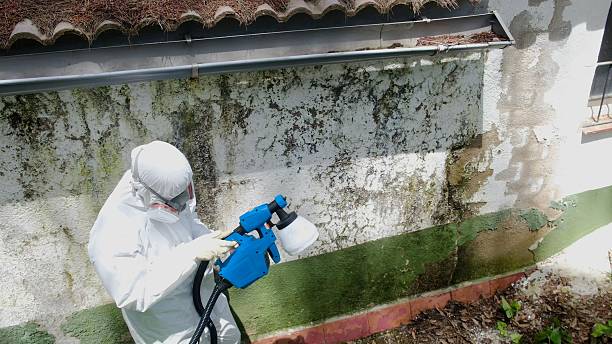 Top rated local Mold Remediation specialists in Scotch Plains, NJ